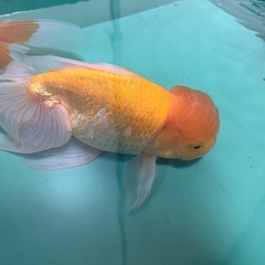 ジャンボ獅子頭の画像
