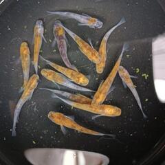 ★めだか〜和墨三色13匹の画像