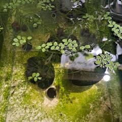 【格安！ミナミヌマエビ(直接引き取り・現金のみ)】の画像