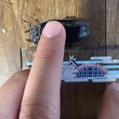 新成虫能勢産オオクワガタセットの画像