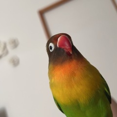 ボタンインコ　メス
