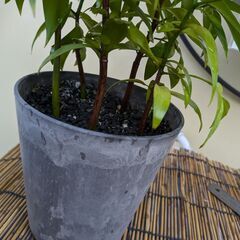 【手渡し希望】　トキワシノブの鉢植え　ナギの木の鉢植え　の画像