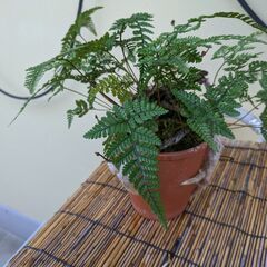 【手渡し希望】　トキワシノブの鉢植え　ナギの木の鉢植え　の画像