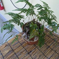 【手渡し希望】　トキワシノブの鉢植え　ナギの木の鉢植え　の画像
