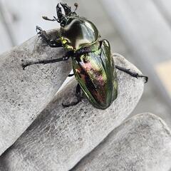 即ブリ ニジイロクワガタ ♀単 紫紺×グリーンの画像