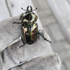 即ブリ ニジイロクワガタ ♀単 紫紺×グリーンの画像