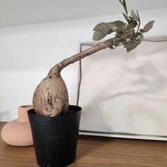 フィランツスの画像