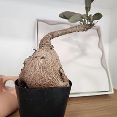 フィランツスの画像