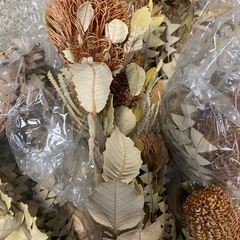 【ドライフラワーまとめ売りセット/バンクシア】の画像
