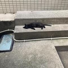 黒猫　メス　推定1才未満