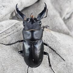 アマミノコギリクワガタ ♂＋オマケの画像
