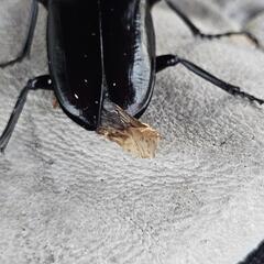 アマミノコギリクワガタ ♂＋オマケの画像