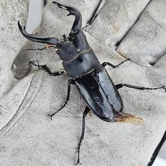 アマミノコギリクワガタ ♂＋オマケの画像