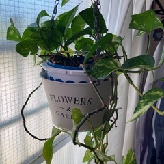 ポトス　　観葉植物
の画像