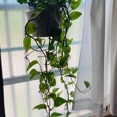 ポトス　　観葉植物
の画像
