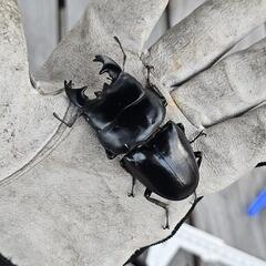 アルキデスヒラタクワガタ WD ♂単の画像