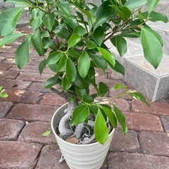 ガジュマル　　木　観葉植物　※鉢は付きませんの画像