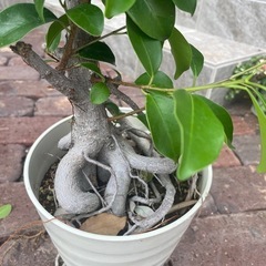 ガジュマル　　木　観葉植物　※鉢は付きませんの画像