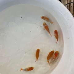らんちゅう　当歳　明け2歳　無料にての画像