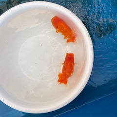 らんちゅう　当歳　明け2歳　無料にての画像