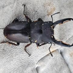 タウルスヒラタクワガタ ♂単の画像