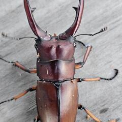アスタコイデスノコギリクワガタ♂単の画像