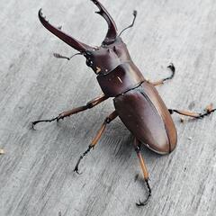 アスタコイデスノコギリクワガタ♂単の画像