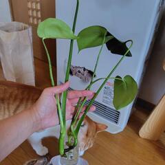 穴なしモンステラ🌿発根。の画像