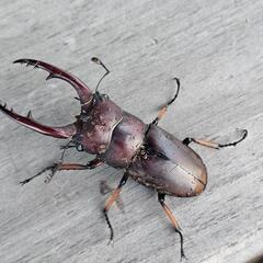 アスタコイデスノコギリクワガタ♂単 の画像