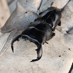 ダイオウヒラタクワガタ ♂単 69ミリの画像