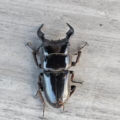 2頭セット ダイオウヒラタクワガタ ♂62ミリ＋51ミリの画像