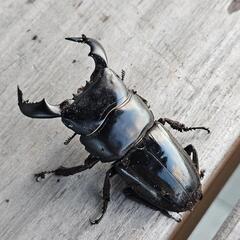 2頭セット ダイオウヒラタクワガタ ♂62ミリ＋51ミリの画像