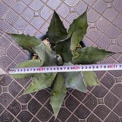 アガベ　シュリベイマグナの画像