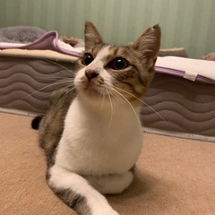 頑張って生きて来たママ猫