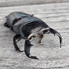 ダイオウヒラタクワガタ ♂76ミリの画像