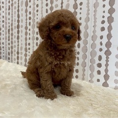 トイプードル君　🐶