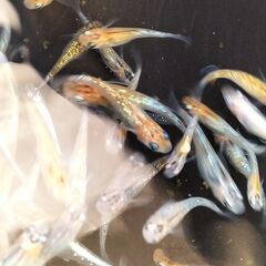 改良メダカ　MIXめだか徳用Fタイプ　稚魚約60匹の画像