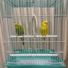 セキセイインコ2羽　ケージ付き