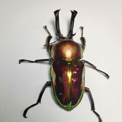 取り引き予定のため中断　ニジイロクワガタ♂オス単品58.5mm　新成虫の画像