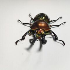 取り引き予定のため中断　ニジイロクワガタ♂オス単品58.5mm　新成虫の画像