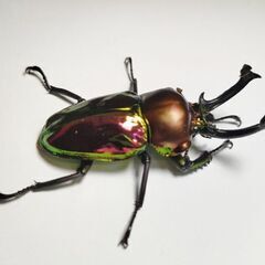 取り引き予定のため中断　ニジイロクワガタ♂オス単品58.5mm　新成虫の画像