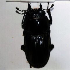 2025年産国産オオクワガタペアの画像