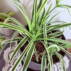 オリヅルラン鉢ごとの画像