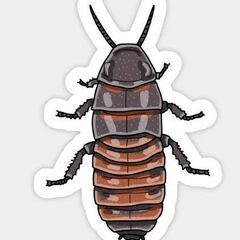 マダガスカルのBIGゴキブリ　ツノ系　Princisia …