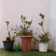 【取引中】🌿ガジュマル5点セット🌿取引き早めの方希望/観葉植物🌿の画像