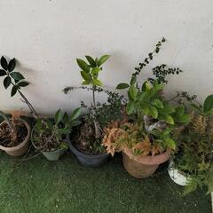 【取引中】🌿ガジュマル5点セット🌿取引き早めの方希望/観葉植物🌿の画像