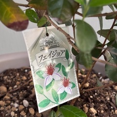 フェイジョアの木の画像