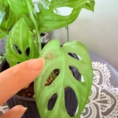 マドカズラ鉢ごとの画像