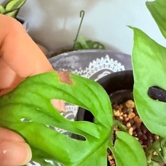 マドカズラ鉢ごとの画像