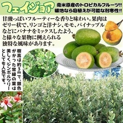 フェイジョアの木の画像